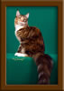 LapCats Cattery Maine Coon Queen Kizzy Kinte