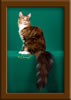 LapCats Cattery Maine Coon Queen Kizzy Kinte