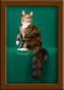 LapCats Cattery Maine Coon Queen Kizzy Kinte