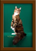 LapCats Cattery Maine Coon Queen Kizzy Kinte