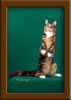 LapCats Cattery Maine Coon Queen Kizzy Kinte
