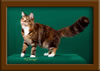 LapCats Cattery Maine Coon Queen Kizzy Kinte