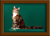 LapCats Cattery Maine Coon Queen Kizzy Kinte