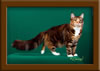 LapCats Cattery Maine Coon Queen Kizzy Kinte