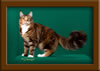 LapCats Cattery Maine Coon Queen Kizzy Kinte