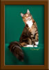 LapCats Cattery Maine Coon Queen Kizzy Kinte