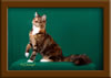 LapCats Cattery Maine Coon Queen Kizzy Kinte