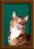LapCats Cattery Maine Coon Queen Kizzy Kinte