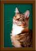 LapCats Cattery Maine Coon Queen Kizzy Kinte