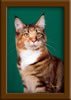 LapCats Cattery Maine Coon Queen Kizzy Kinte