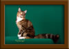 LapCats Cattery Maine Coon Queen Kizzy Kinte