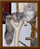 LapCats First Maine Coon Queen Lizzy