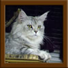 LapCats First Maine Coon Queen Lizzy
