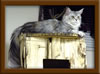 LapCats First Maine Coon Queen Lizzy