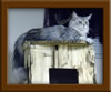 LapCats First Maine Coon Queen Lizzy