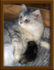 LapCats First Maine Coon Queen Lizzy