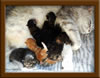 LapCats First Maine Coon Queen Lizzy