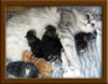 LapCats First Maine Coon Queen Lizzy