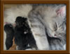 LapCats First Maine Coon Queen Lizzy