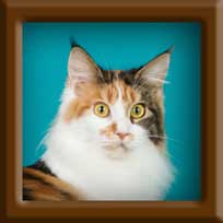 Maine Coon Queen