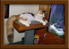 Calico Maine Coon Queen