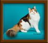 Calico Maine Coon Queen