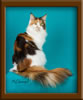 Calico Maine Coon Queen