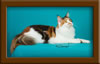 Calico Maine Coon Queen