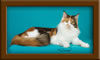Calico Maine Coon Queen