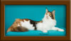 Calico Maine Coon Queen