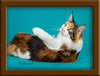Calico Maine Coon Queen