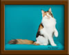 Calico Maine Coon Queen