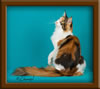 Calico Maine Coon Queen