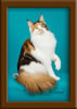 Calico Maine Coon Queen