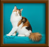 Calico Maine Coon Queen