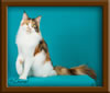 Calico Maine Coon Queen