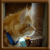 Maine Coon Kitten Scarlet
