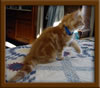 Picture of LapCats Red Maine Coon Queen