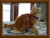 Picture of LapCats Red Maine Coon Queen