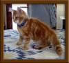 Picture of LapCats Red Maine Coon Queen