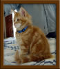 Picture of LapCats Red Maine Coon Queen