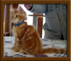 Picture of LapCats Red Maine Coon Queen