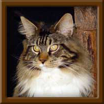 Maine Coon Stud