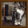 Picture Maine Coon Stud