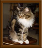 Picture Maine Coon Stud