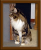 Picture Maine Coon Stud