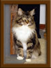 Picture Maine Coon Stud