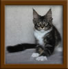 Picture Maine Coon Stud