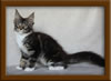 Picture Maine Coon Stud