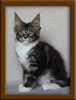 Picture Maine Coon Stud